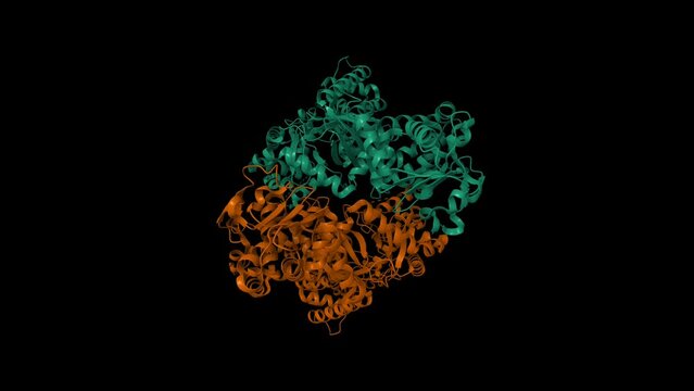 Anthrax toxin lethal factor. Animated 3D cartoon and Gaussian surface models, PDB 1j7n, chain id color scheme, black background