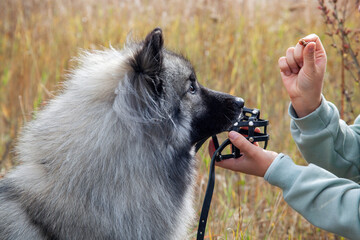 Keeshond dog wearing a muzzle training.