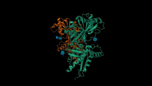 Structure of natriuretic peptide receptor-C dimer complexed with atrial natriuretic peptide (blue). Animated 3D cartoon and Gaussian surface models, PDB 1yk0, chain id color scheme, black background