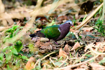 Grey-capped Emerald Dove