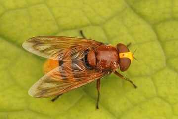 Dorsal closeup on a large hornet mimic hoverfly Volucella zonaria, sitting on a green leaf in the garden