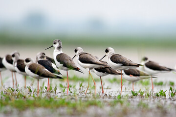 black winged stilt