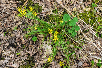 Single blooming bush of Gagea lutea with yellow flowers grows on a brown background with dry leaves lying on the ground among the moss. Natural spring floral texture