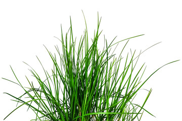 Bouquet of young green grass isolated on white or transparent background. Natural raster clipart of a meadow plant