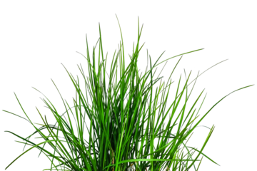Bouquet of young green grass isolated on white or transparent background. Natural raster clipart of a meadow plant