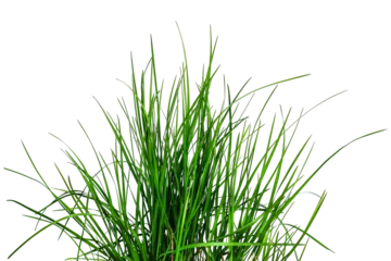 Fototapete Gras Bouquet of young green grass isolated on white or transparent background. Natural raster clipart of a meadow plant