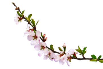 Blossoming cherry branch with delicate white-pink flowers, isolated on white or transparent background. Natural raster clipart of the harbinger of spring