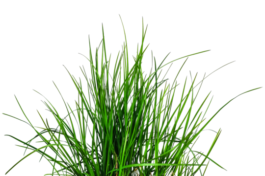 Bouquet of young green grass isolated on white or transparent background. Natural raster clipart of a meadow plant