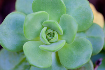 Echeveria Succulent macro - selective focus