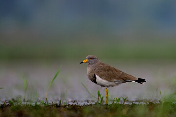 grey lapwing