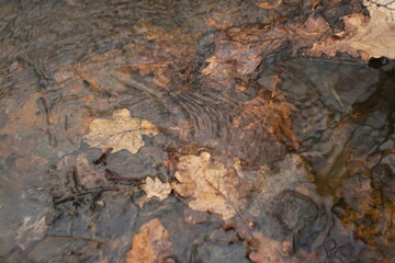 autumn oak leaves in the water of the stream