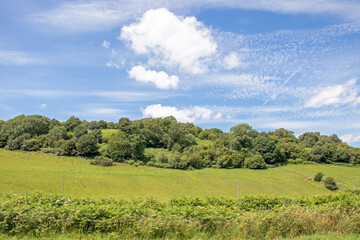 Landscape with grass and sky