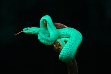 Blue insularis pit viper
