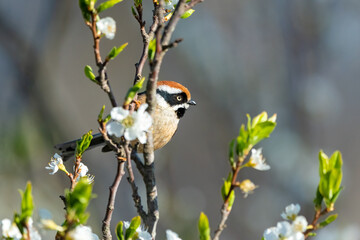 A black-throated bushtit perched upon a pear tree amongst flowers on a winter morning at Sattal, Uttarakhand, India
