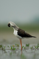black winged stilt