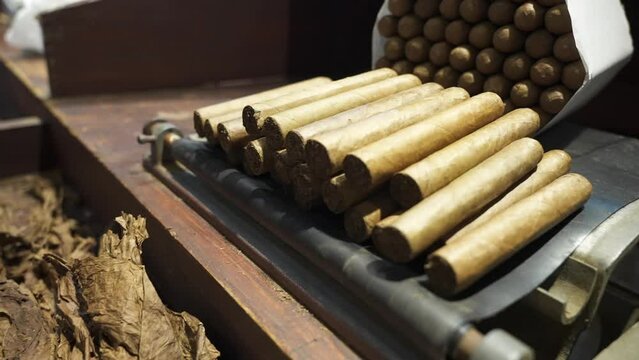 Dried tobacco leaves and fresh hand rolled premium cuban cigars in the factory on a wooden table. The best cigars in the world