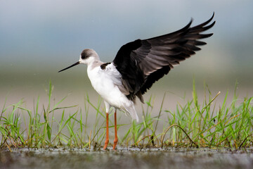 Black winged stilt