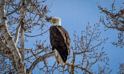 Bald eagle portrait
