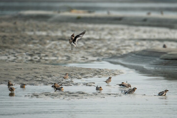 flock of small pratincole