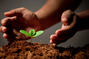 Growing plant or protecting environment. Sustainable environment concept. Save the earth from global warming.
