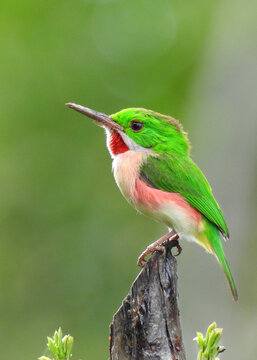 Broad billed tody 
Barrancoli