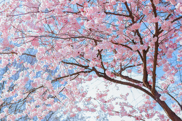 Blooming delicate pink cherry in the garden bloomed in spring against the background of godboy sky