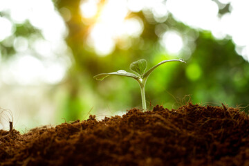 Earth day concept. Renewable energy for future. Sustainable resources. Plant management or environment symbol. Clean energy growing up.