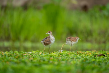 Pheasant tailed jacana chick