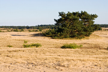 Obraz premium Kootwijkerzand, Kootwijk, Veluwe, Netherlands