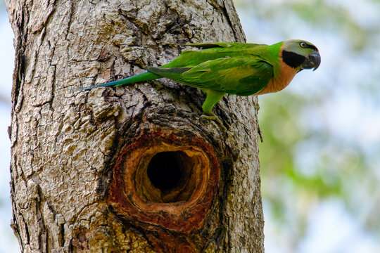 Red Breasted Parakeet