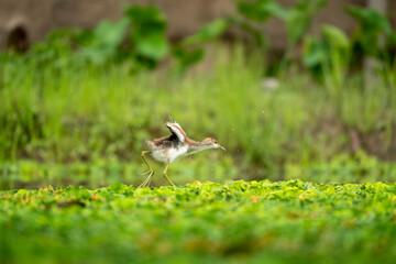 Pheasant tailed jacana chick