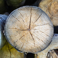 Naklejka premium round cut of a tree