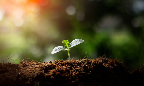 Earth day concept. Renewable energy for future. Sustainable resources. Plant management or environment symbol. Clean energy growing up.