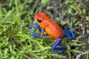 Strawberry Poison-dart Frog in rainforest