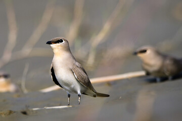 Small pratincole