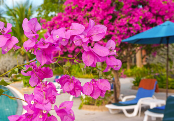 Fototapeta na wymiar Lilac and pink flowers of the tropical shrub Bougainvillea, growing as an ornament, near the pool