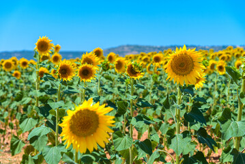 Beautiful sunflower field in the countryside over blue sky