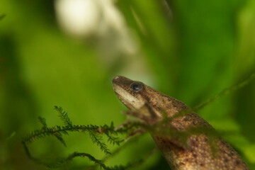 african dwarf frog in moss