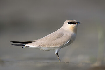 Small pratincole