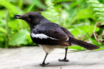 robin