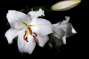 piękna kwitnąca biała lilia - obrazy, fototapety, plakaty