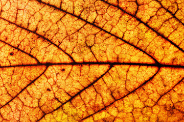 Obraz premium Golden leaf. Yellow autumn leaf background. Vibrant golden color natural veins texture. Closeup macro orange fall pattern. Natural autumn season texture. Dry, orange leaves.