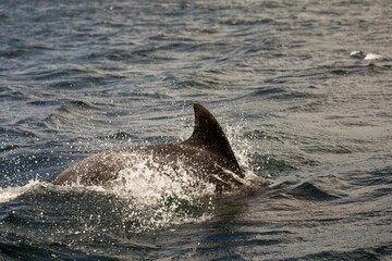 Fototapeta premium Bottlenose dolphin