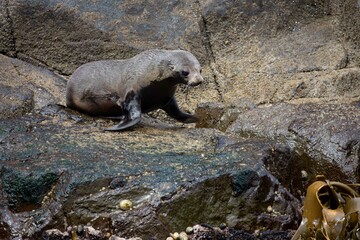 Close up of long nose fur seal