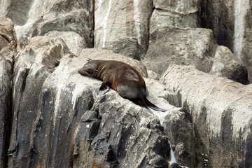 Long nose fur seal pup