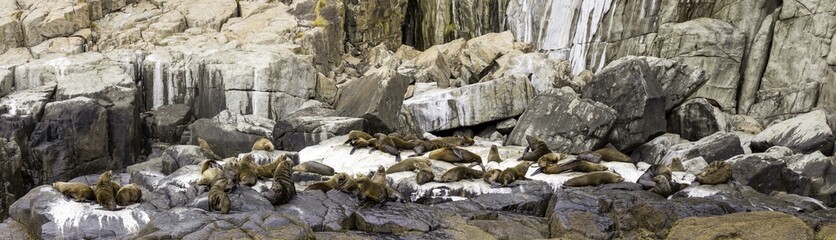 Fototapeta na wymiar Panorama of brown seal haul out