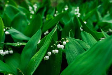 Green leaves spring background