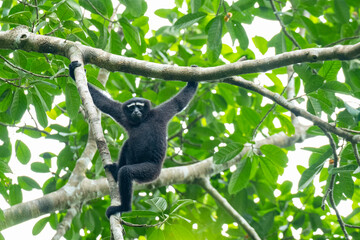 HOOLLOCK GIBBON
