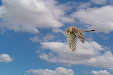Close up of a soaring and hunting Kestrel, Falco tinnunculus, against background of blue sky with cumulus clouds