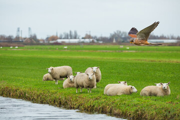 Dutch polder landscape with green meadows, a herd of lying and standing sheep and in focus a flying...